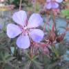 Geranium 'Dark Reiter'