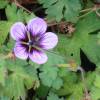 Geranium 'Salom'