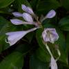 Hosta 'Devon Green'