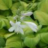 Hosta 'Guacamole'