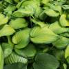 Hosta 'Guacamole'