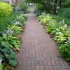 Hosta 'Halcyon'