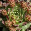 Beard of Jupiter sempervivum, Houseleek