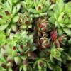 Beard of Jupiter sempervivum