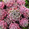 Beard of Jupiter sempervivum