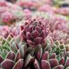 Beard of Jupiter sempervivum