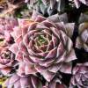 Beard of Jupiter sempervivum