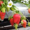 Strawberry plant 'Mariguette' cov MA 99