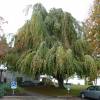 Beech, Weeping