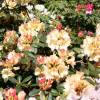 Rhododendron yellow, 'Horizon Monarch'