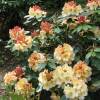 Rhododendron yellow, 'Horizon Monarch'