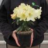 Rhododendron yellow, 'Horizon Monarch'