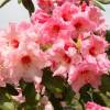 Rhododendron pink, 'Virginia Richards'