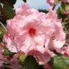 Rhododendron pink, 'Virginia Richards'