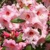 Rhododendron pink, 'Virginia Richards'