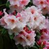 Rhododendron pink, 'Virginia Richards'