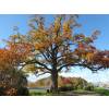 Oak, American white