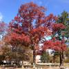 Oak, American white
