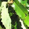 Oak, Chinquapin