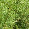 Willow, rosemary-leaved