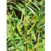 Willow, rosemary-leaved