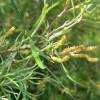 Willow, rosemary-leaved