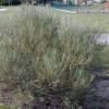Willow, rosemary-leaved