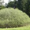 Willow, rosemary-leaved