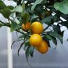 Kumquat