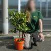 Calamondin