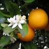 Sweet Orange tree