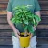 Sweet Orange tree