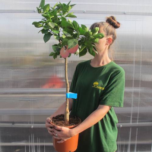 Sweet Orange tree : buy Sweet Orange tree / Citrus sinensis