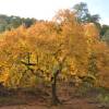 Oak, Portuguese