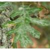 Oak, Pyrenean