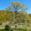 Oak, Pyrenean