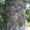 Oak, Pyrenean