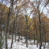 Oak, Pyrenean