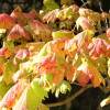 Maple, Vine