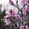 Nectarine tree with yellow flesh