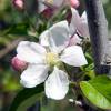 Apple tree 'Gala'