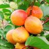 Apricot tree 'Canino'