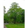 Truffle Hornbeam - Tuber melanosporum