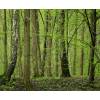 Truffle Hornbeam - Tuber melanosporum