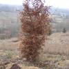 Truffle Hornbeam - Tuber melanosporum