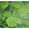 Hazel, common