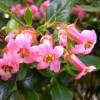 Escallonia macrantha, Pink