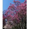 Magnolia, saucer