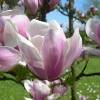 Magnolia, saucer