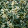 Osmanthus, Burkwood